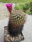 Preview: Sulcorebutia spec.